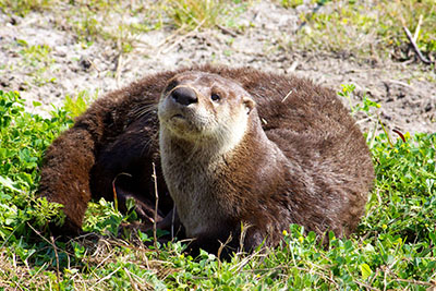 River otter on land
