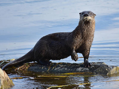 A river otter stands on a log in the water.