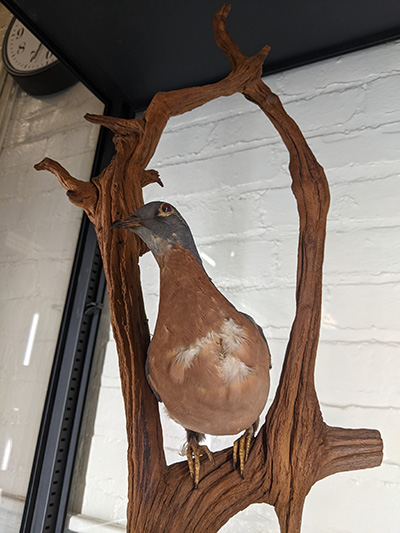 passenger pigeon mount