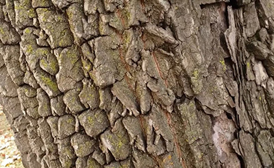 Persimmon bark