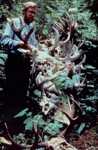 Peterson posing with several moose skulls