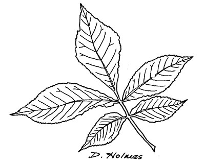 Line drawing of a pignut hickory leaf