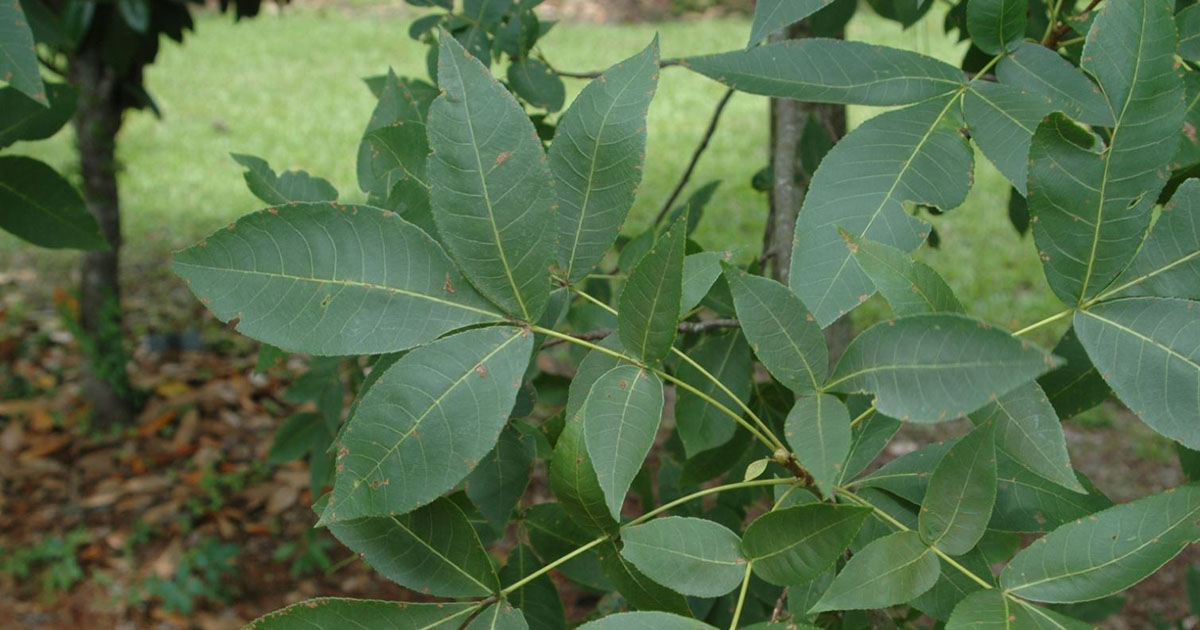 Pignut hickory leaves