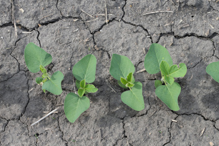 Plant in dry soil