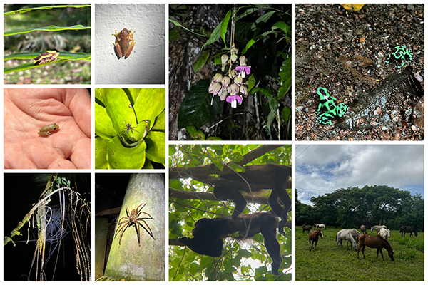 Wildlife photos from a howler monkey to spiders and frogs found in Costa Rica by sophomore wildlife major Arlene Polar-Piniero.