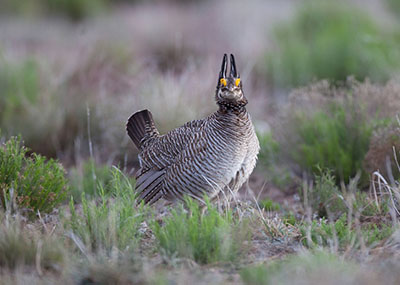 Lesser prairie chicken, or Tympanuchus pallidicinctus (USFWS/Ryan Hagerty).