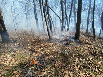 prescribed fire at work in a forest