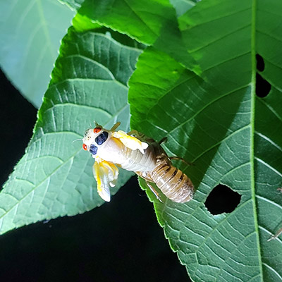 A cicada emerges from its outer shell
