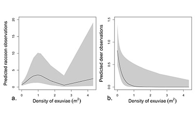 A graph showing the relationship between predicted raccoon observations and density of exuviae and between predicted deer observations and density of exuviae