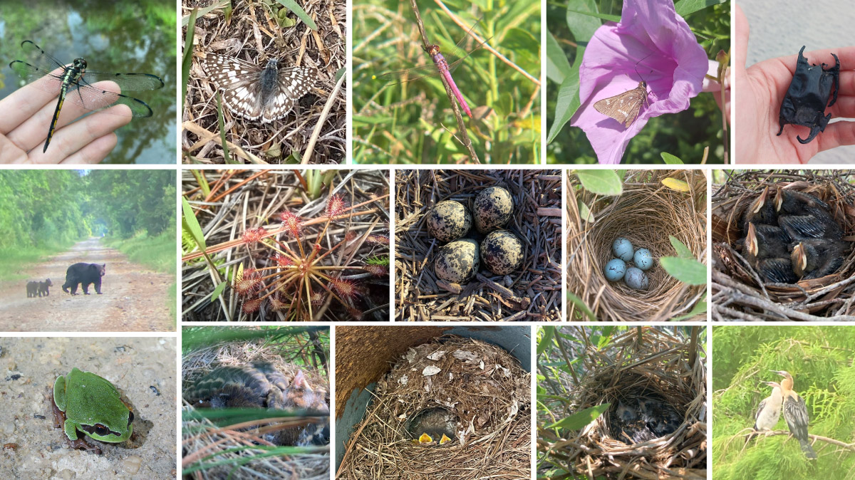 A collage of photos from Lydia Pultorak's summer as a Bird Atlas technician in North Carolina. Top row (Left to Right): Bar-Winged Skimmer; Common Checkered Skipper; Roseate Skimmer; Crystal Skipper; a skate egg case. Row 2: black bears cross a path in a forested area; Spoon-leaved sundew; Killdeer eggs in a nest; Red-Winged Black Bird eggs in a nest; Gray catbird chicks in a nest. Row 3: Pine Barrens treefrog; Blue Grosbeak chicks; Carolina wrens in a nest; Red-Winged Black Bird chicks in a nest; a pair of Anhingas. 