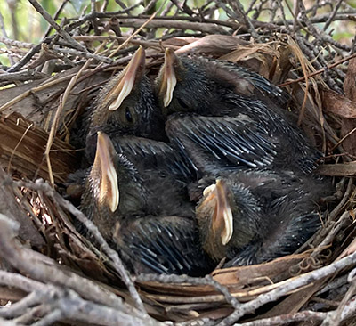 A nest of gray catbird chicks