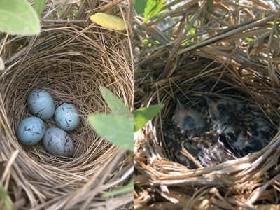 A red-winged black bird nest full of blue eggs and a nest full of newly hatched chicks.