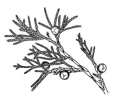Line drawing of mature red cedar leaf and fruit