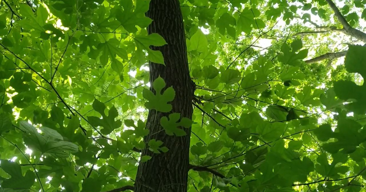 Red mulberry leaves and trunk