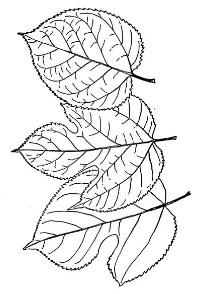 Line drawing of red mulberry leaf varieties