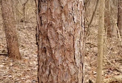 Red pine bark