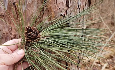 Red Pine cone and needles