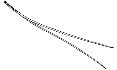 Line drawing of red pine needles