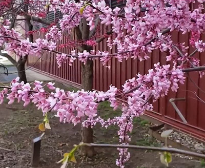 Redbud tree in bloom