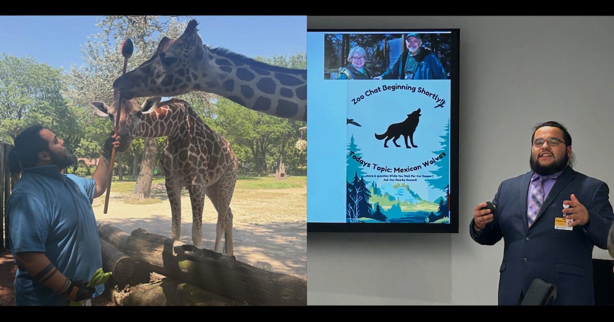 Andrew Reyes works on target training with female giraffes Asha (left) and Jasiri (right); Andrew presents his research findings to Brookfield Zoo board of directors.