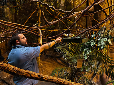Andrew Reyes hand feeds Mortimer, the red bill hornbill.