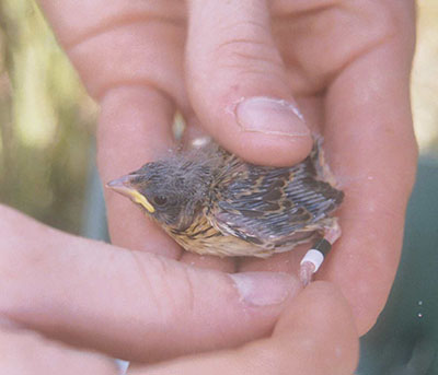 Dr. Joe Robb banding a Henslow sparrow.