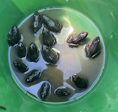 Crawfish frogs pictured in a bucket as part of a head start program.