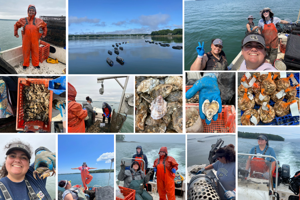 A collage of images from Lara's summer as an oyster farm intern in Maine. Top row (left to right): Lara in her rain gear on the boat; the floating cages, upside down in the water so the oysters are still in the water but closer to the surface; Lara with her crew on the boat: farm manager Amy Gaiero, Taja Harper, a PhD student at the University of New Hampshire, and Candance Power, an intern through the Maine Career Catalyst program. Row 2: The set up for hand-sorting oysters on the boat; the team sorting through a bottom cage of oysters. Over winter the oysters are sunk to the ground and in the early spring and summer, they are pulled back up, cleaned of barnacles, sponges, etc., and transferred to floating bags.; A photo showing the contrast between a cleaned oyster and those just harvested and rinsed; a perfectly imperfect oyster; Oysters ready to be delivered- 100 per orange bag. Row 3: Lara holds a crab; Lara does some casual yoga on the boat; Lara and the crew in the rain and fog; Lara pushing oysters into the tumbler, which sorts the oysters by size and helps to shape them; Lara driving a boat.