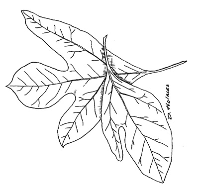 Line drawing of sassafras leaves