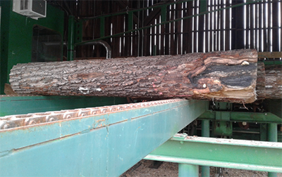 Lumber logs lined up in warehouse