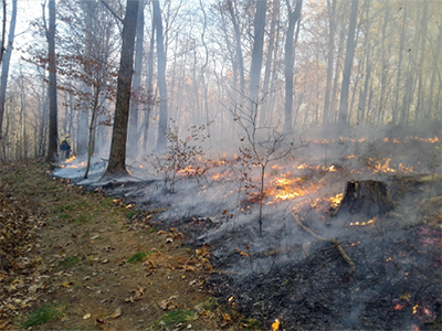 Forest on fire using prescribed fire techniques