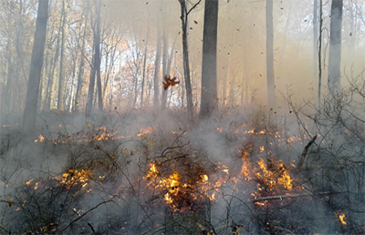 Forest on fire using prescribed fire techniques