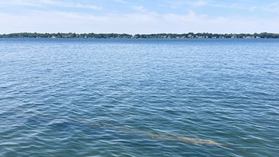 A picture of Lake Maxinkuckee taken from the water, while Katie was water sampling for Clean Lakes Indiana.