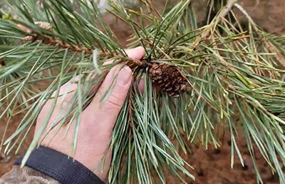 Scotch pine needles and cone