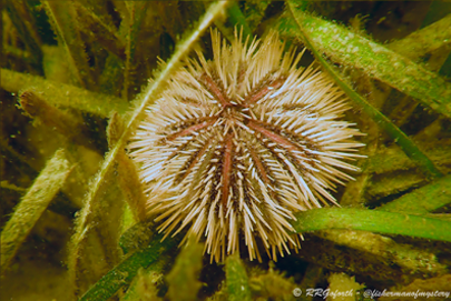 Sea urchin, marine biology, Forestry and Natural Resources.