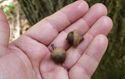 Shingle oak acorns