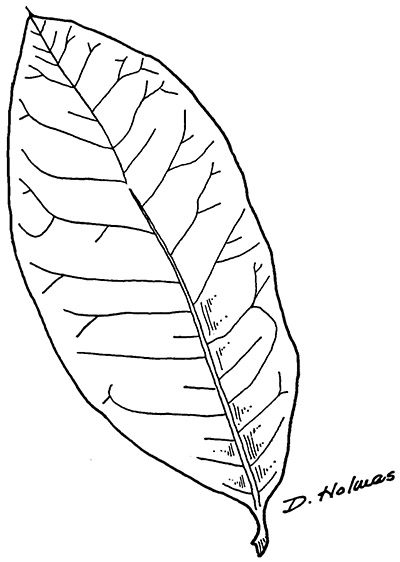 Line drawing of a shingle oak leaf