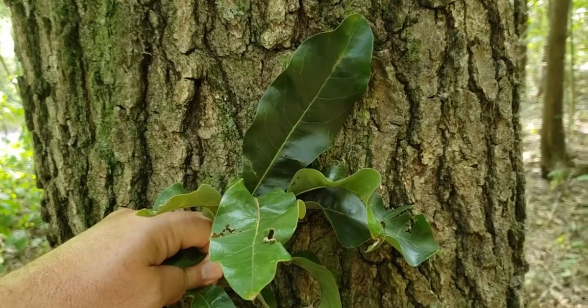 Intro To Trees Of Indiana: Shingle Oak