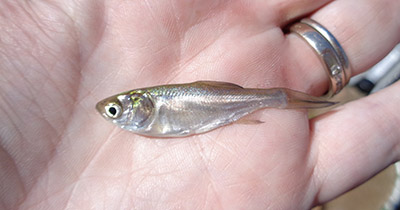 Young of year silver carp - photo by Alison Coulter