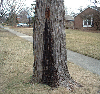 Slime flux on a silver maple tree