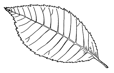 Line drawing of a slippery elm leaf