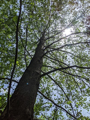 Sycamore tree leaves