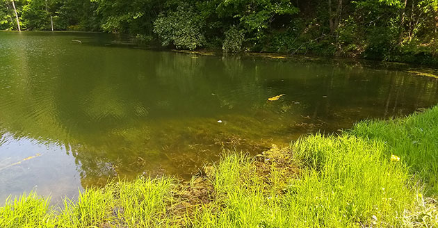 A pond at Martell Forest where fish were released in honor of longtime FNR staffer Jerry Stillings