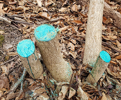 stumps-treated-herbicide400.jpg