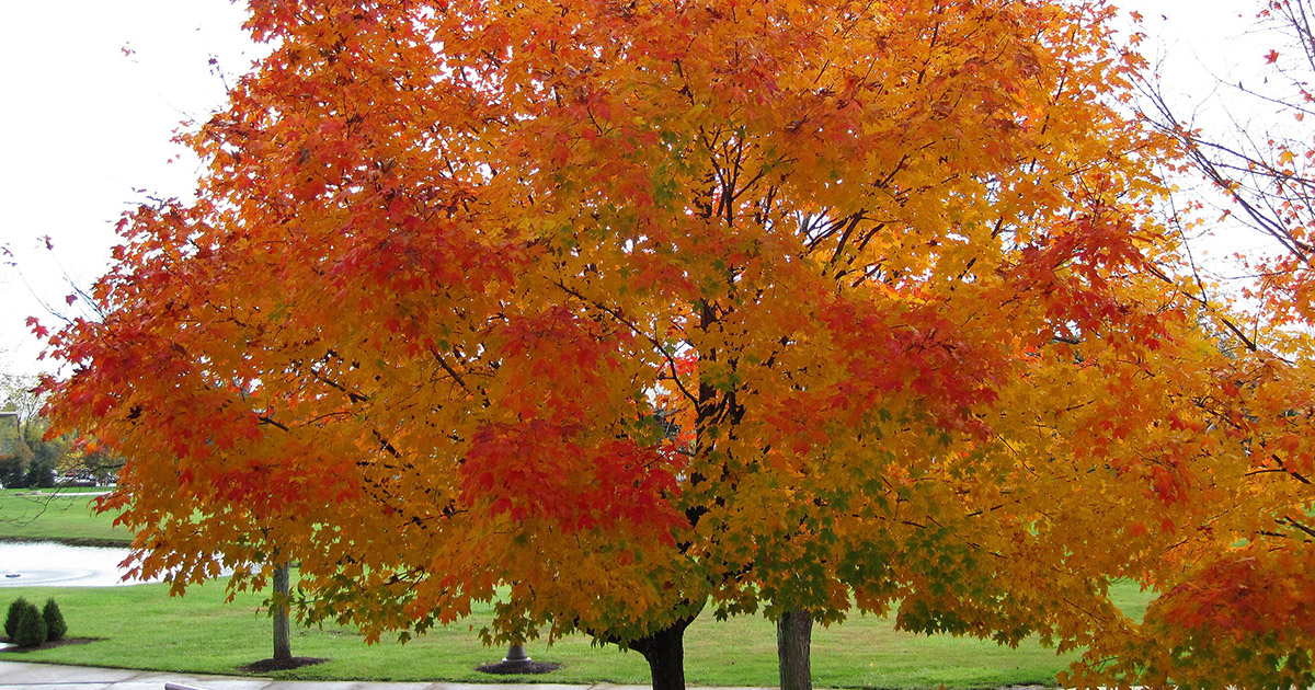 Sugar maple tree featuring bright orange fall color
