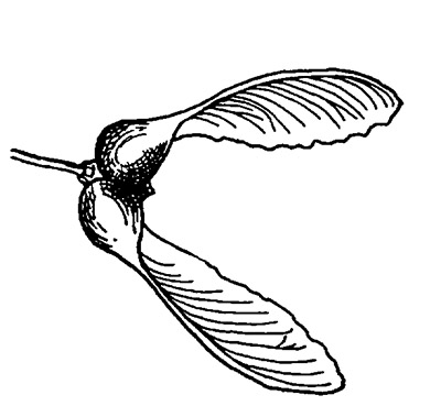Line drawing of a sugar maple seed