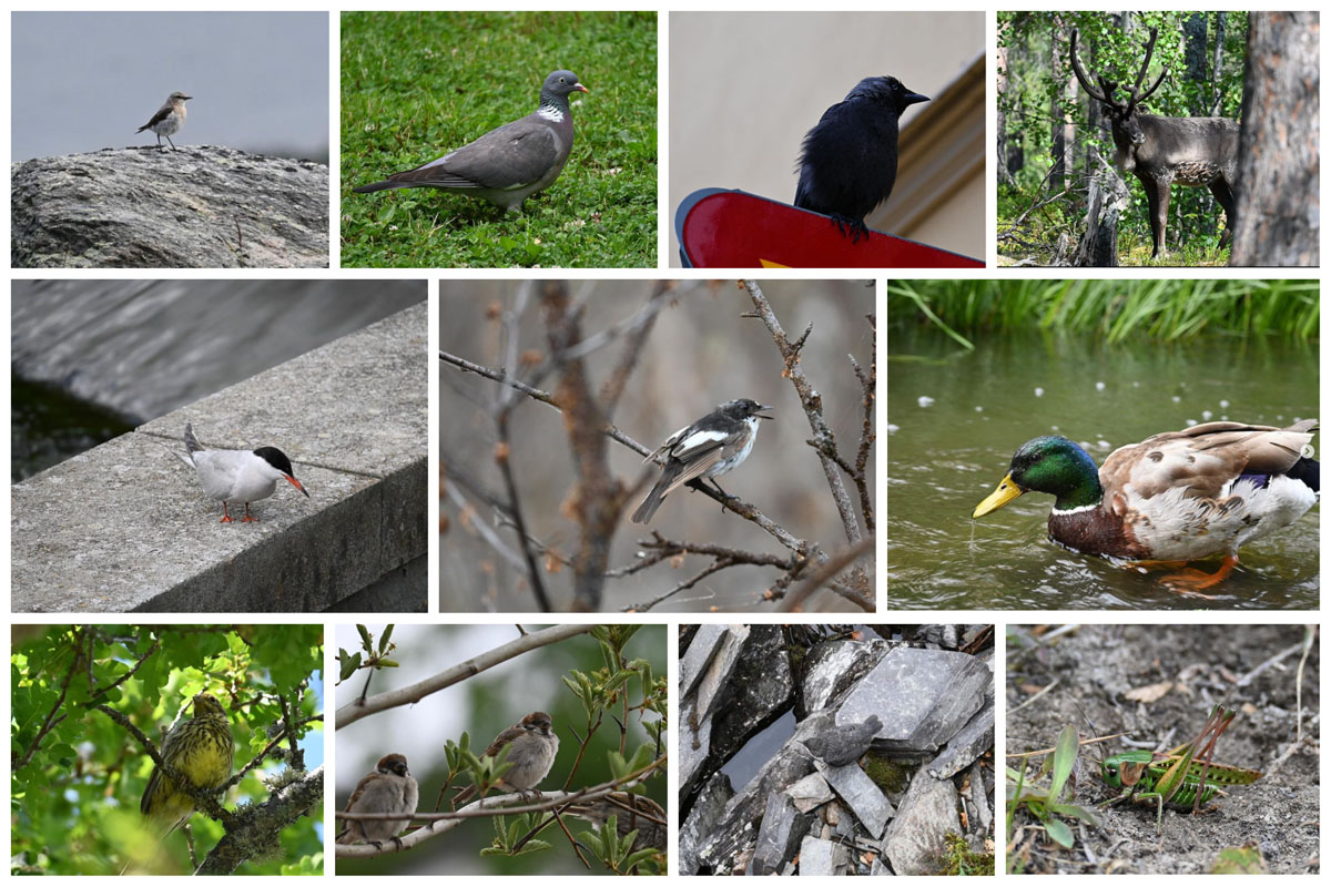 A collage of the wildlife and birds Abeson saw in Sweden and Norway. Top row (Left to Right): A common wheatear; a common wood pigeon; a Eurasian Jackdaw; a reindeer. Row 2: A common tern; a European Pied Flycatcher; a mallard; a Yellowhammer; a Eurasian tree sparrow; a White-throated dipper; and a wart-biter. 