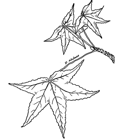 Line drawing of sweetgum leaves