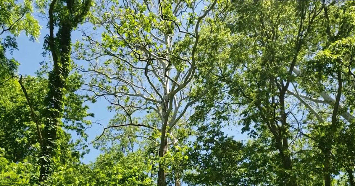 Sycamore tree, with emphasis on its white crown