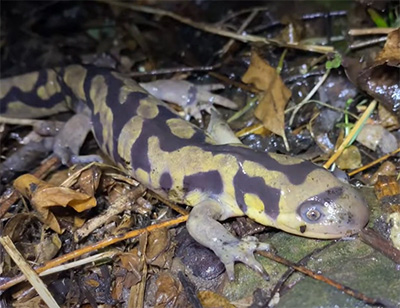 A tiger salamander walks on leaf litter